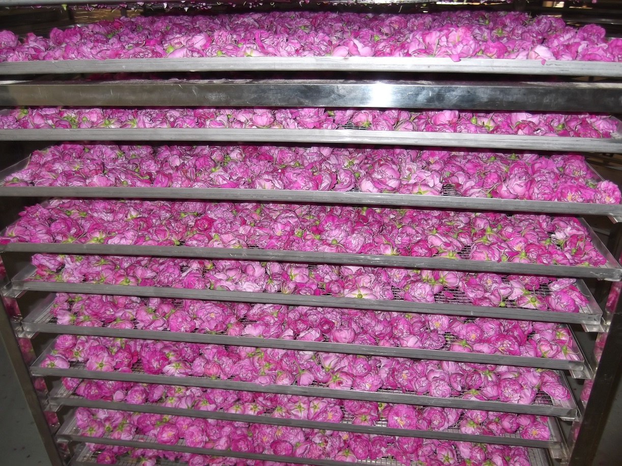 玫瑰花烘干機 小型烘干機