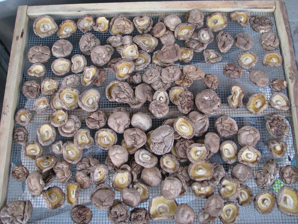 香菇烘干機(jī) 空氣能食用菌烘干機(jī) 小型烘干機(jī)